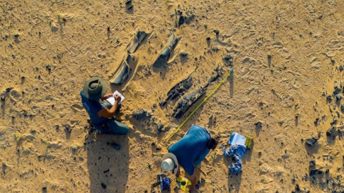 Bilim insanları yeni bir dinozor türü keşfetti